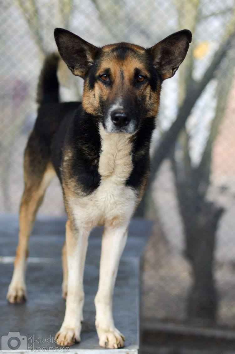 Riko - dostojny i poważny pies szuka domu! Olsztyn - zdjęcie 4