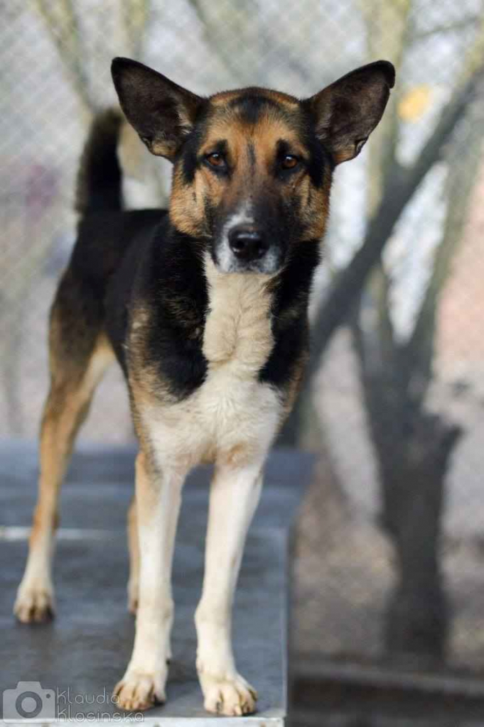 Riko - dostojny i poważny pies szuka domu! Olsztyn - zdjęcie 4