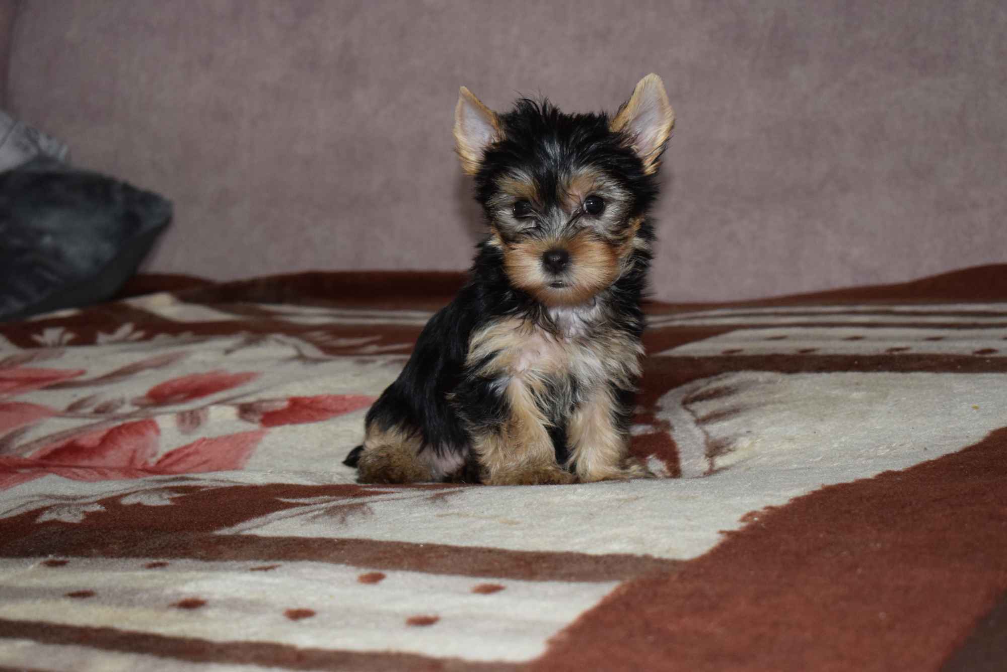 Yorkak Yorkshire Terrier Suczka York - TRANSPORT Wągrowiec - zdjęcie 1