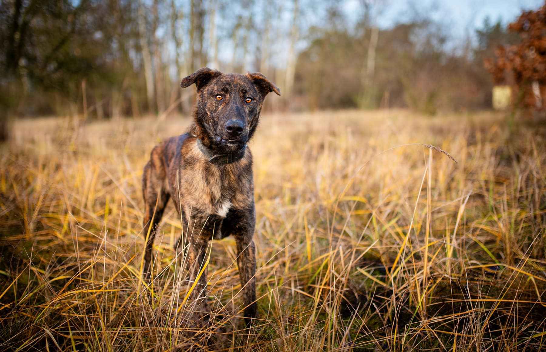 Blum - młody, wychowany z dziećmi, aktywny pręgus! Olsztyn - zdjęcie 6