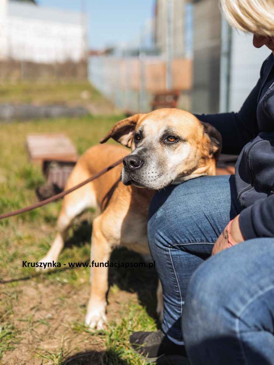 Kruszynka – dzielna, kochana sunia szuka swojego domu Olsztyn - zdjęcie 1