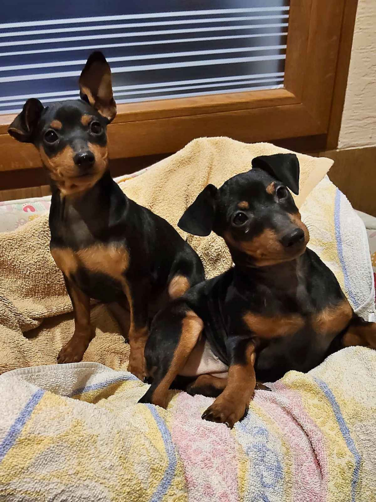 Pinczer miniaturowy Konin - zdjęcie 5