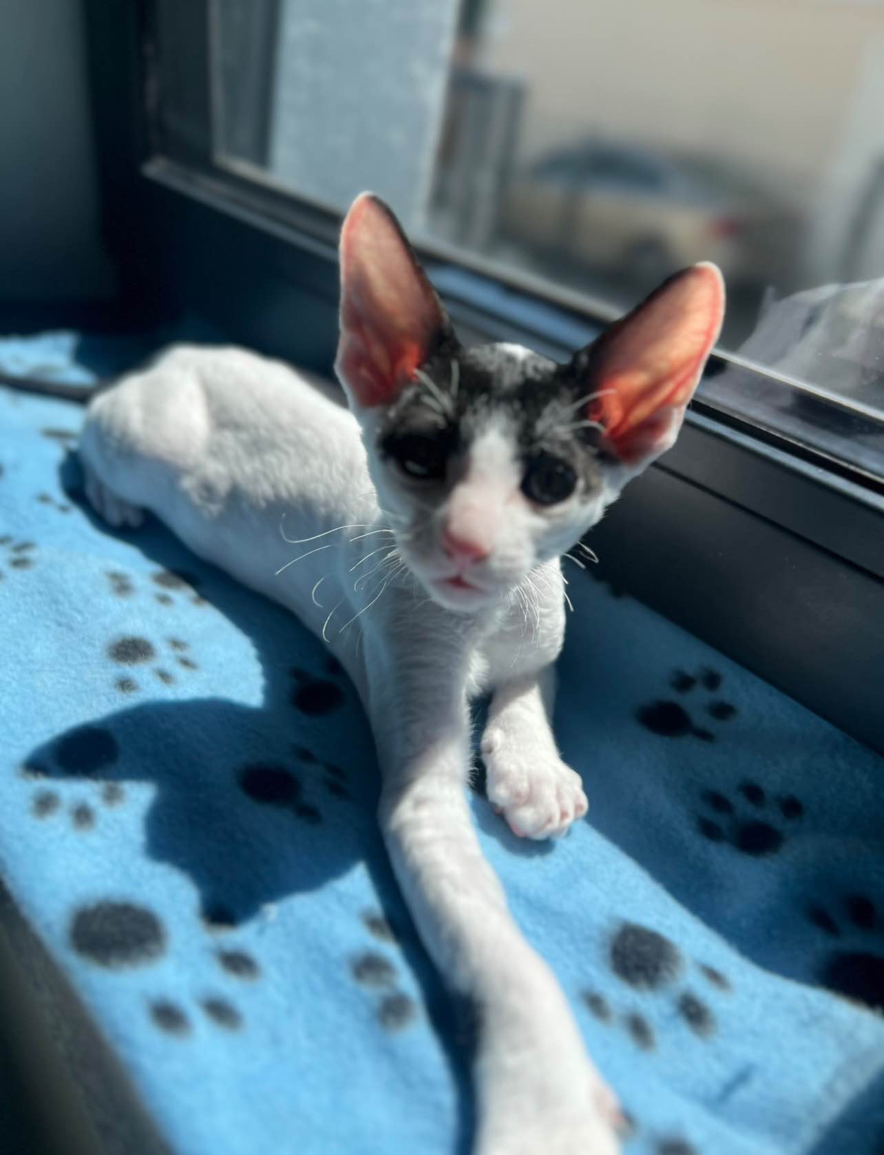 Cornish rex kocurek wyjątkowe oczy Nowe Miasto - zdjęcie 6
