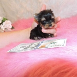 Szczenięta Yorkshire terrier miniaturowe dostępne już teraz. Białołęka - zdjęcie 6