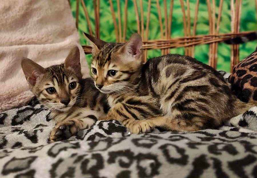 Koty Bengalskie kocięta Świerczów - zdjęcie 2