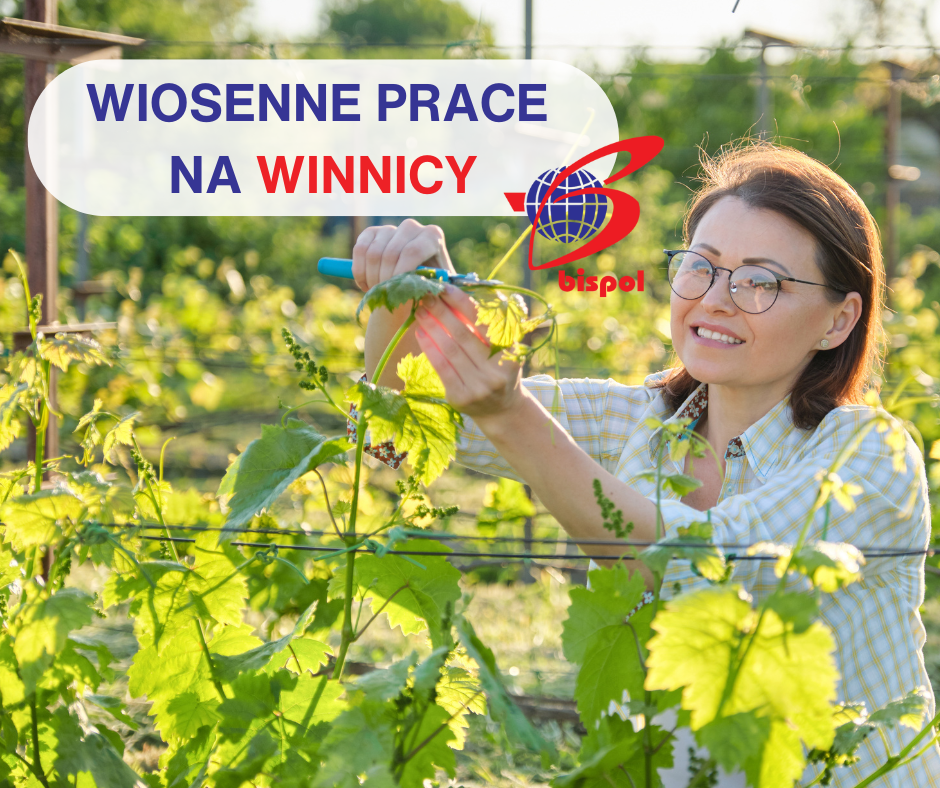 Prace wiosenne w winnicy Podgórze - zdjęcie 1