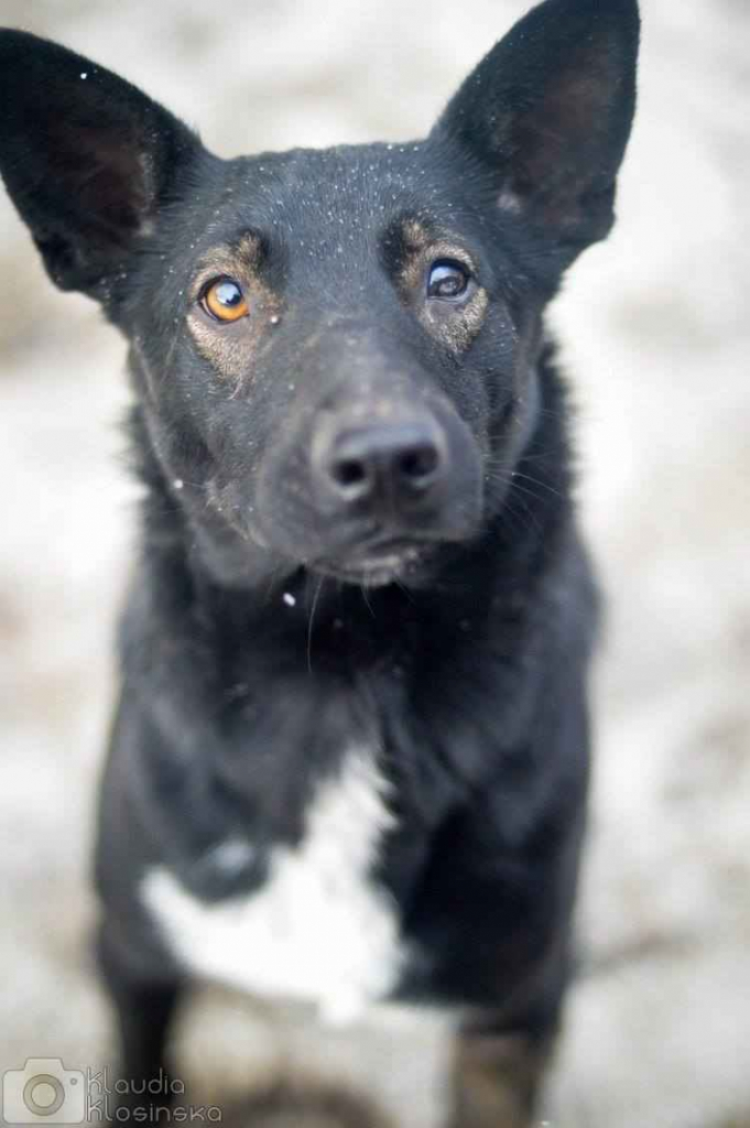 Marko - niekonfliktowy, wesoły psiak szuka domu! Olsztyn - zdjęcie 1