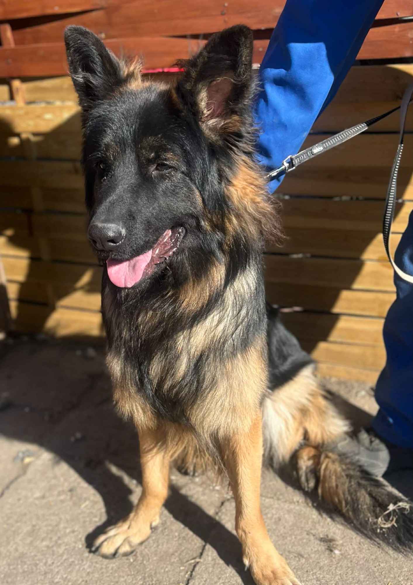 Max - roczny, domowy, wychowany owczarek Olsztyn - zdjęcie 1