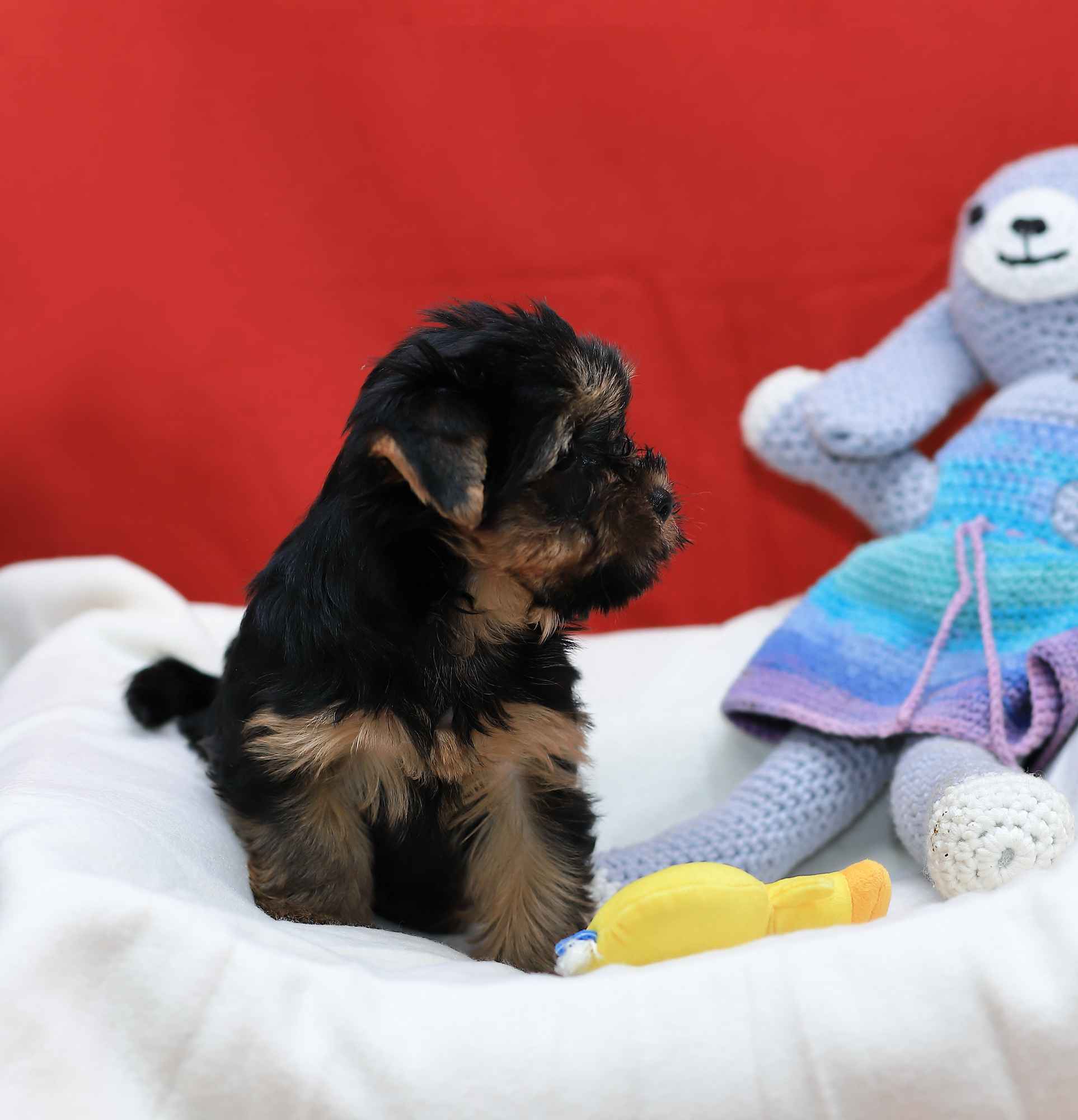 Alutka   sunia Yorkshire Terrier Oława - zdjęcie 1