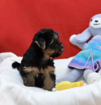 Alutka   sunia Yorkshire Terrier
