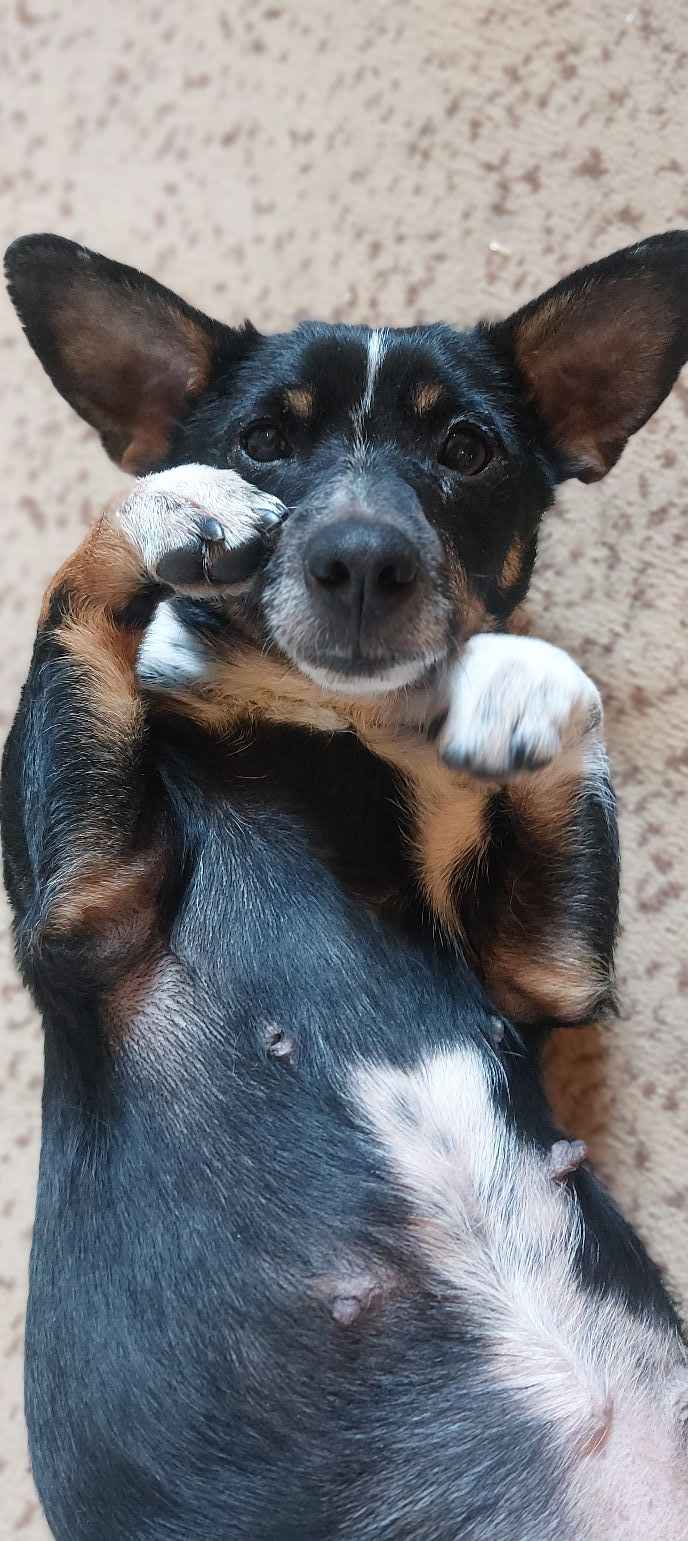 Nakolankowa Pusia, rozkoszna, domowa sunia! Olsztyn - zdjęcie 1