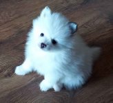 Szpic miniaturowy pomeranian Radomsko - zdjęcie 5
