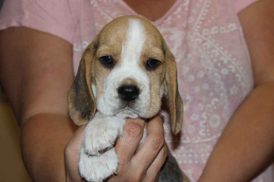 Kawaler Beagle ZKwP (FCI) po Championie Polski Aleksandria - zdjęcie 2