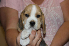 Kawaler Beagle ZKwP (FCI) po Championie Polski Aleksandria - zdjęcie 2