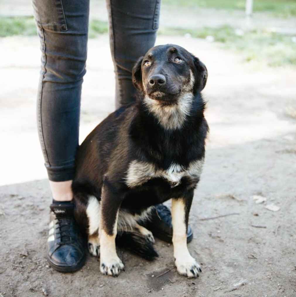 Łagodna Milusia SZCZENIAK szuka kochającego domu! Olsztyn - zdjęcie 4
