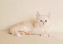 Prześliczny kocurek o rzadkim umaszczeniu Rodowód PZF/WCF Białystok - zdjęcie 6