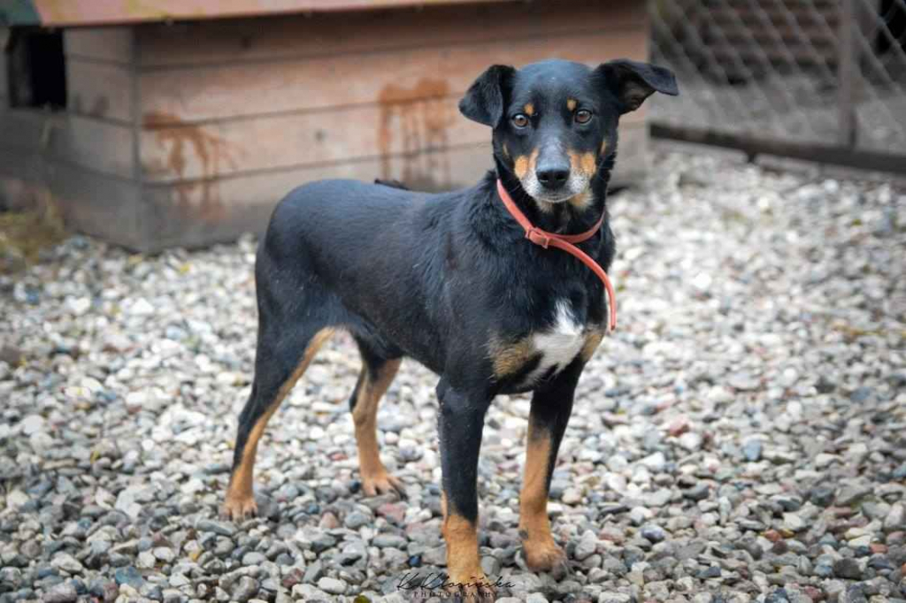 Puszek - psi anioł do pokochania! Olsztyn - zdjęcie 5