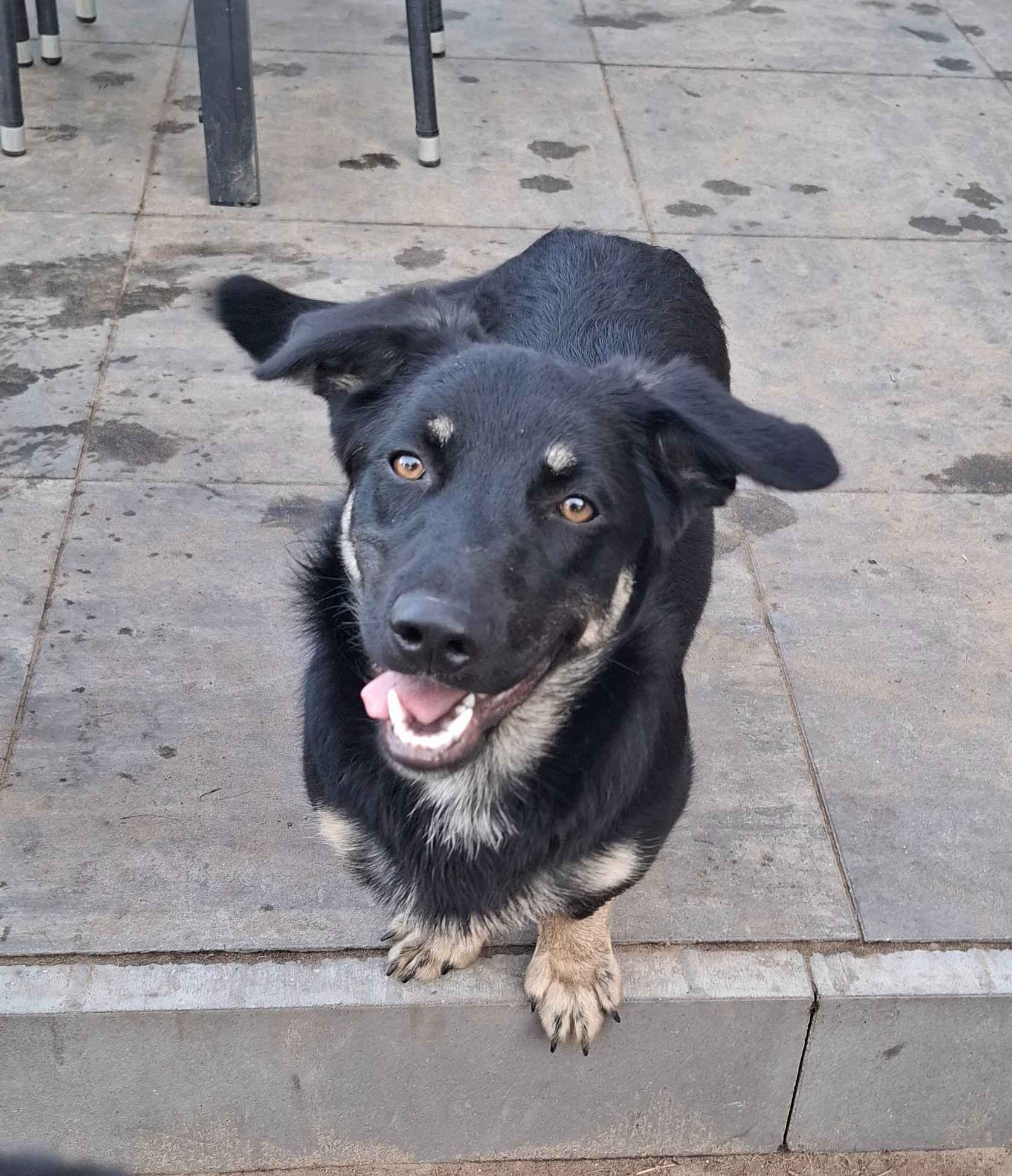 Sreberek - niewielki, domowy psiak szuka domu! Olsztyn - zdjęcie 4