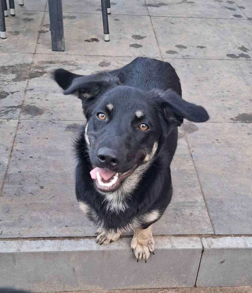 Sreberek - niewielki, domowy psiak szuka domu! Olsztyn - zdjęcie 4