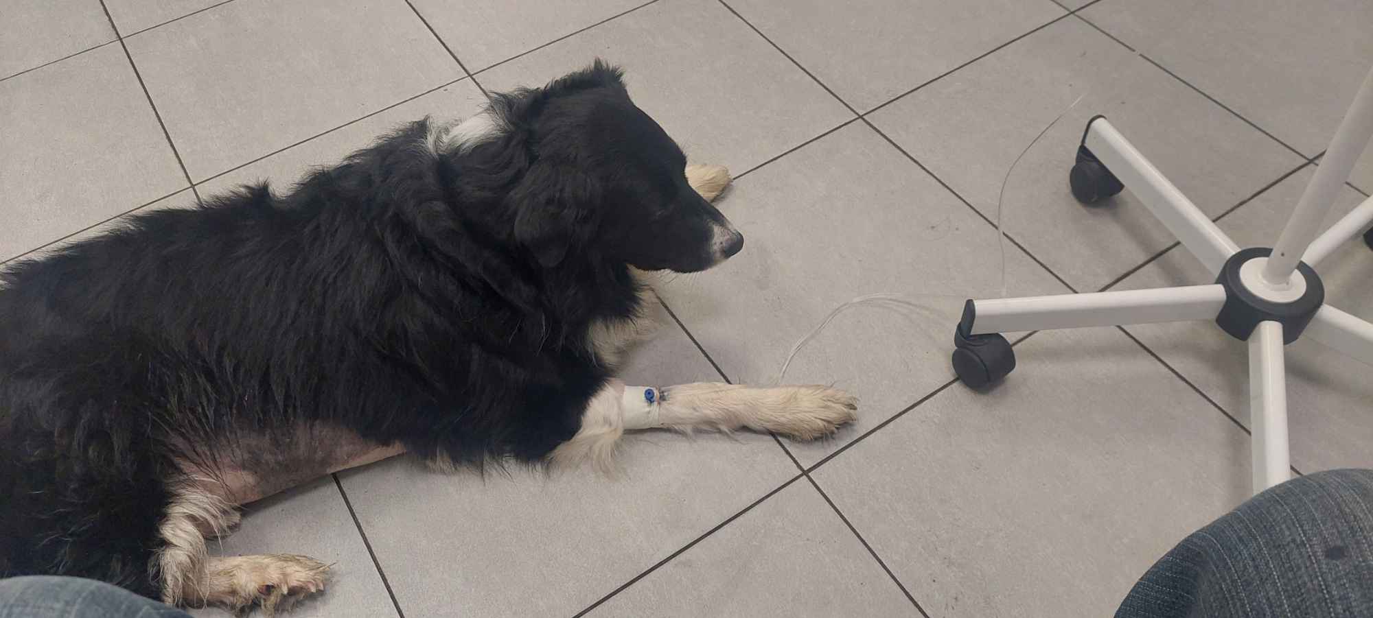 CZAREK potrzebuje leczenia wplaty blik lub na pomagam.pl Inowrocław - zdjęcie 2