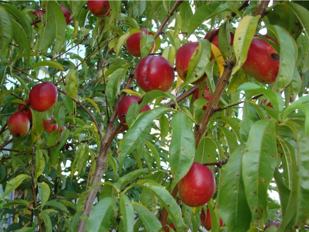 Drzewka owocowe jabłoń,grusza,wiśnia,brzoskwinie,nektaryny,leszczyna Zezulin Niższy - zdjęcie 4