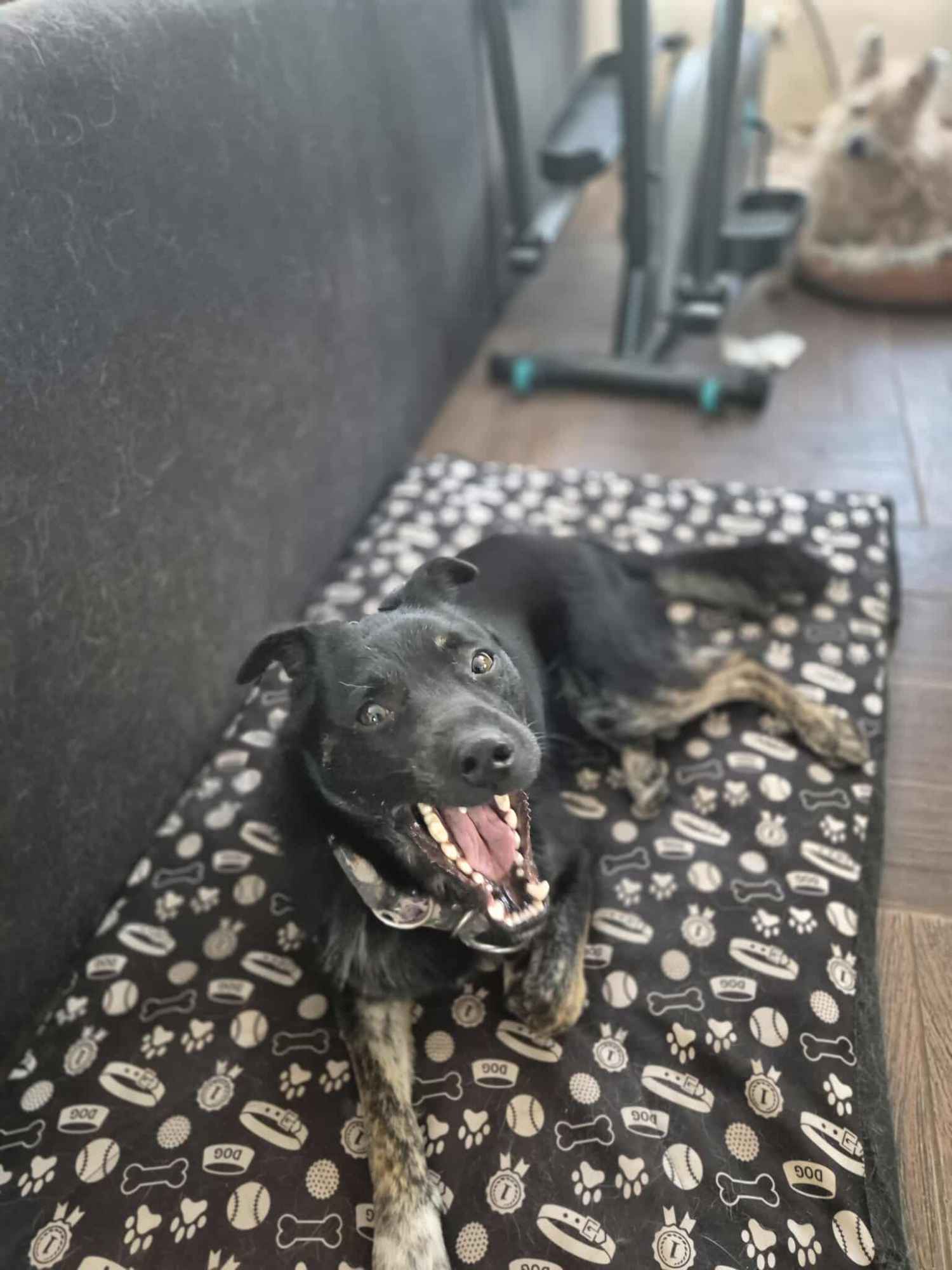 Leon - młody nieduży psiak szuka domu pies psy Garwolin - zdjęcie 3