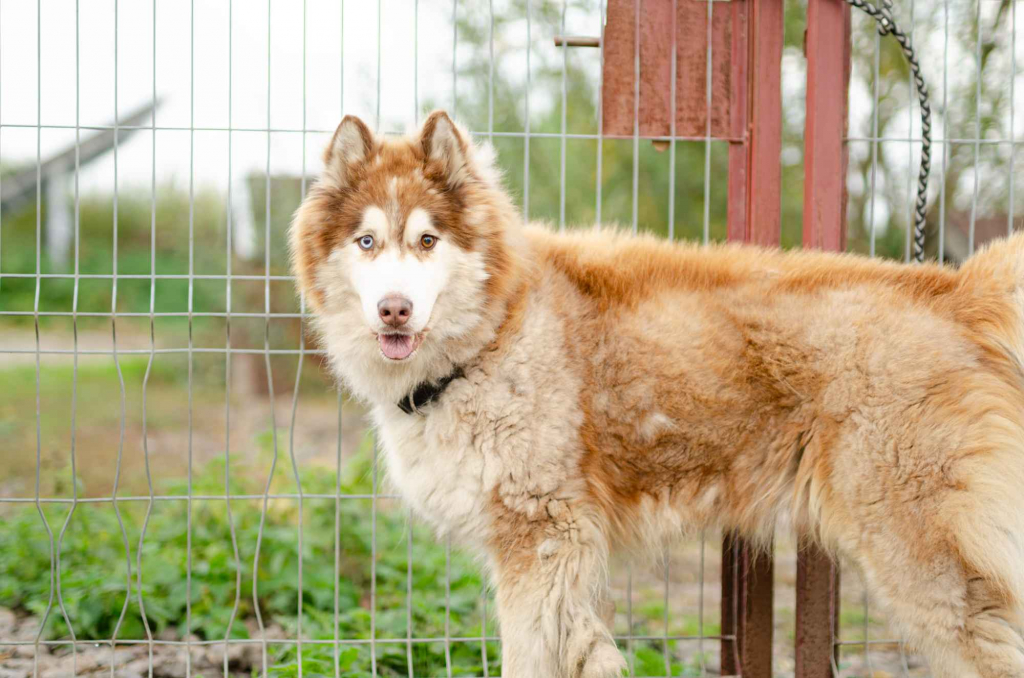 Drako - piękny malamut z wielką osobowością Olsztyn - zdjęcie 2