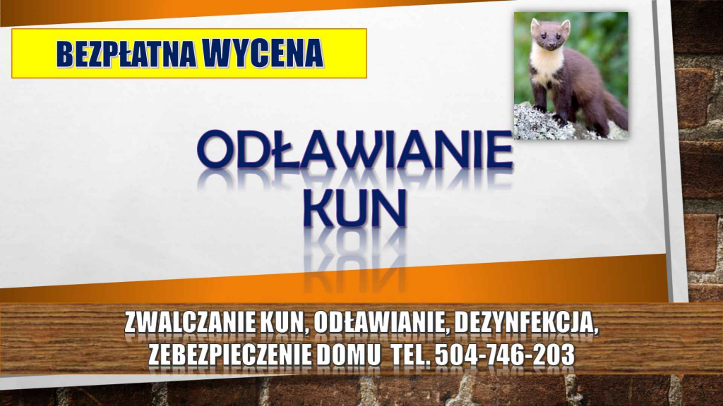 Kuna, kuny, Sprzątanie, tel. 504-746-203, odławianie, zwalczanie, cena Psie Pole - zdjęcie 8