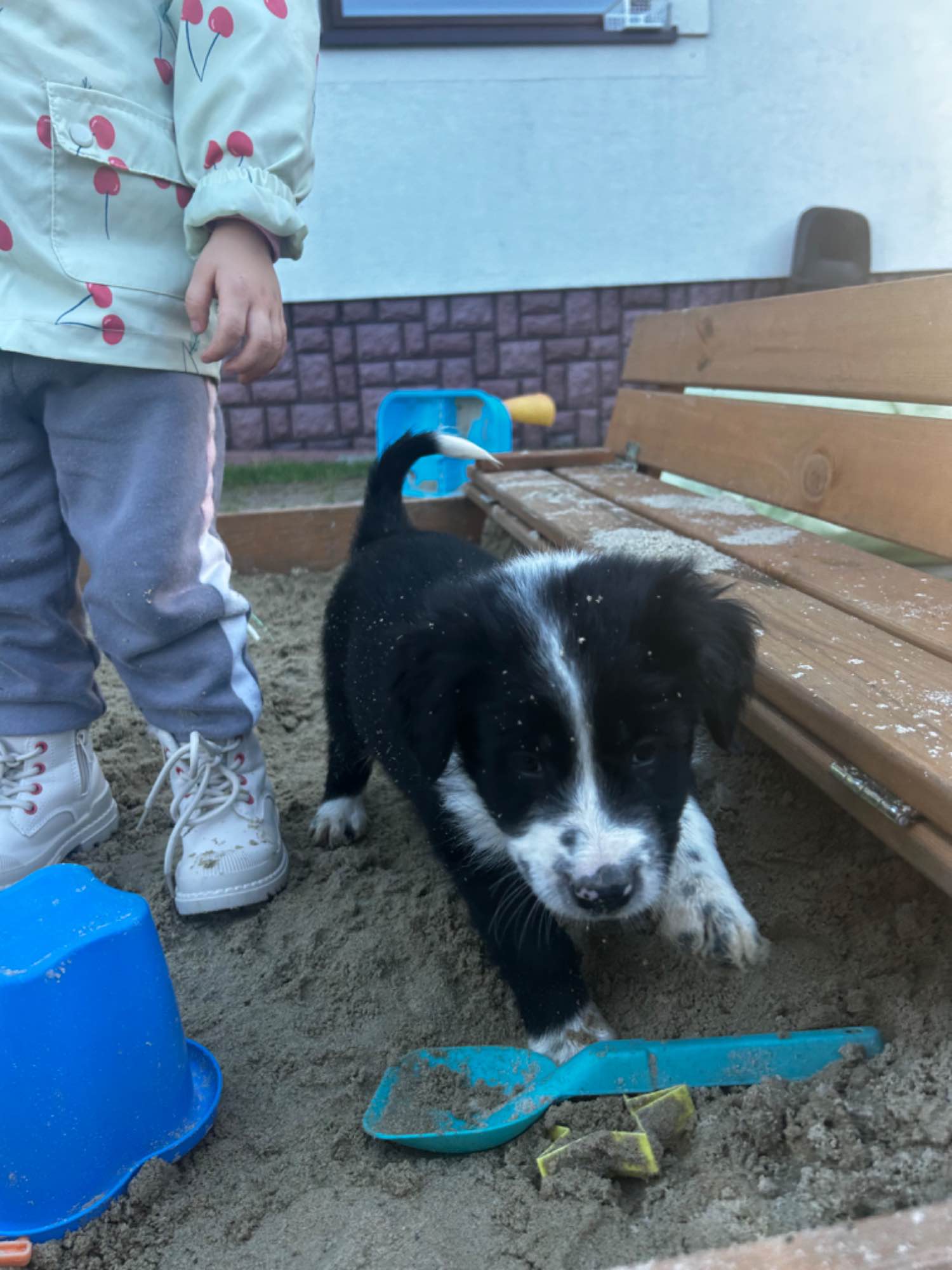 Pieski border collie Nowy Sącz - zdjęcie 1