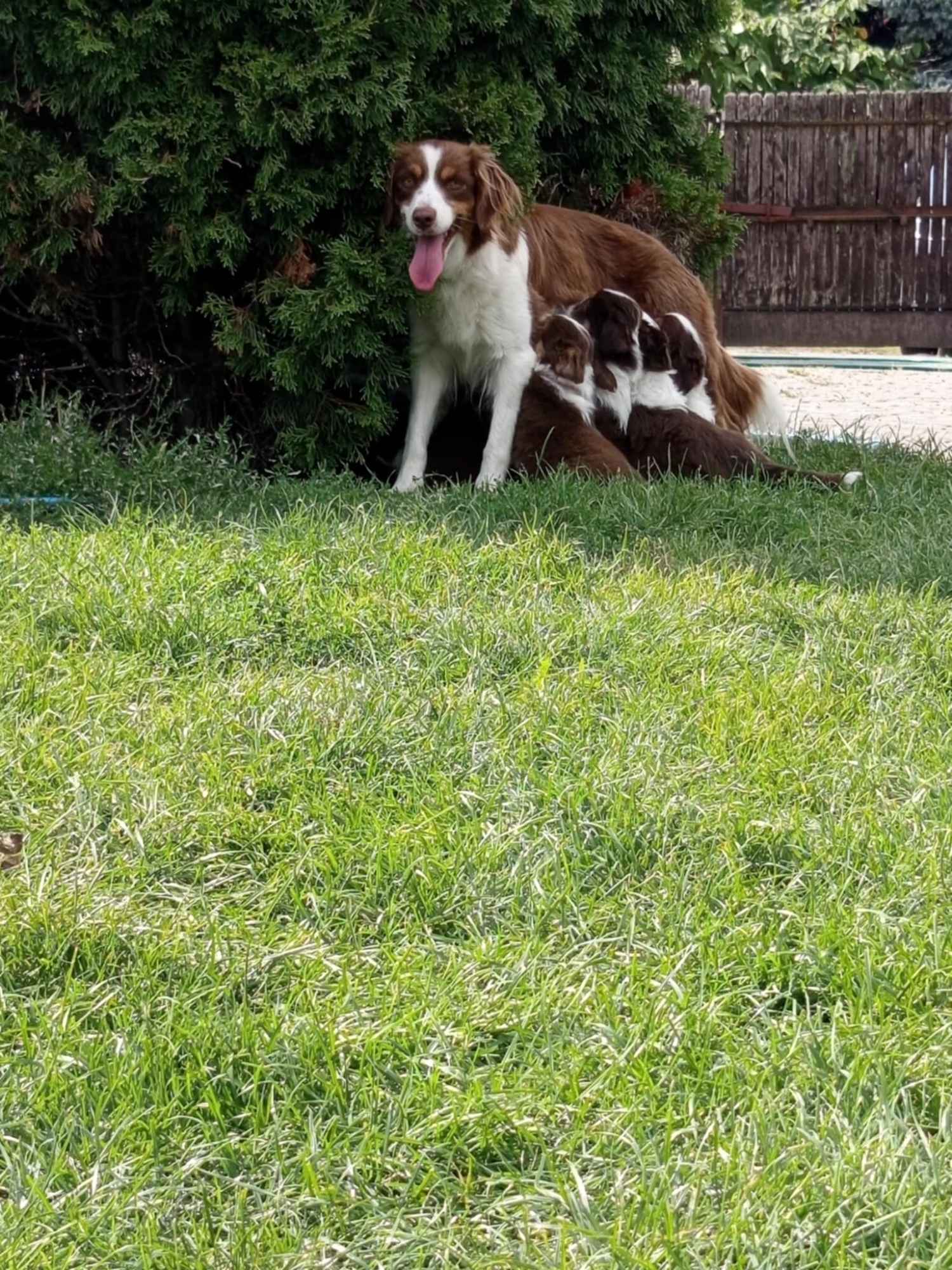 MAS Miniaturowy Owczarek Amerykański Łomża - zdjęcie 1