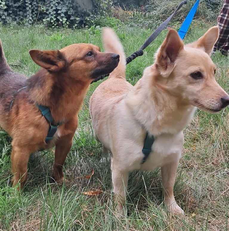 STELLA malutka biszkoptowa sunieczka Mszczonów - zdjęcie 3