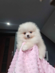 *Pomeranian XS typ misia Sunia ADA* Prądocin - zdjęcie 3
