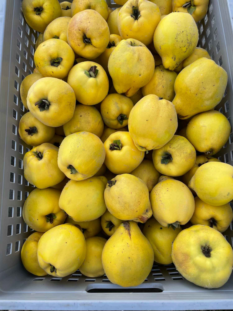 Pigwa - piękne owoce na przetrwory, nalewka pigwowa / Cydonia oblonga Skalbmierz - zdjęcie 1