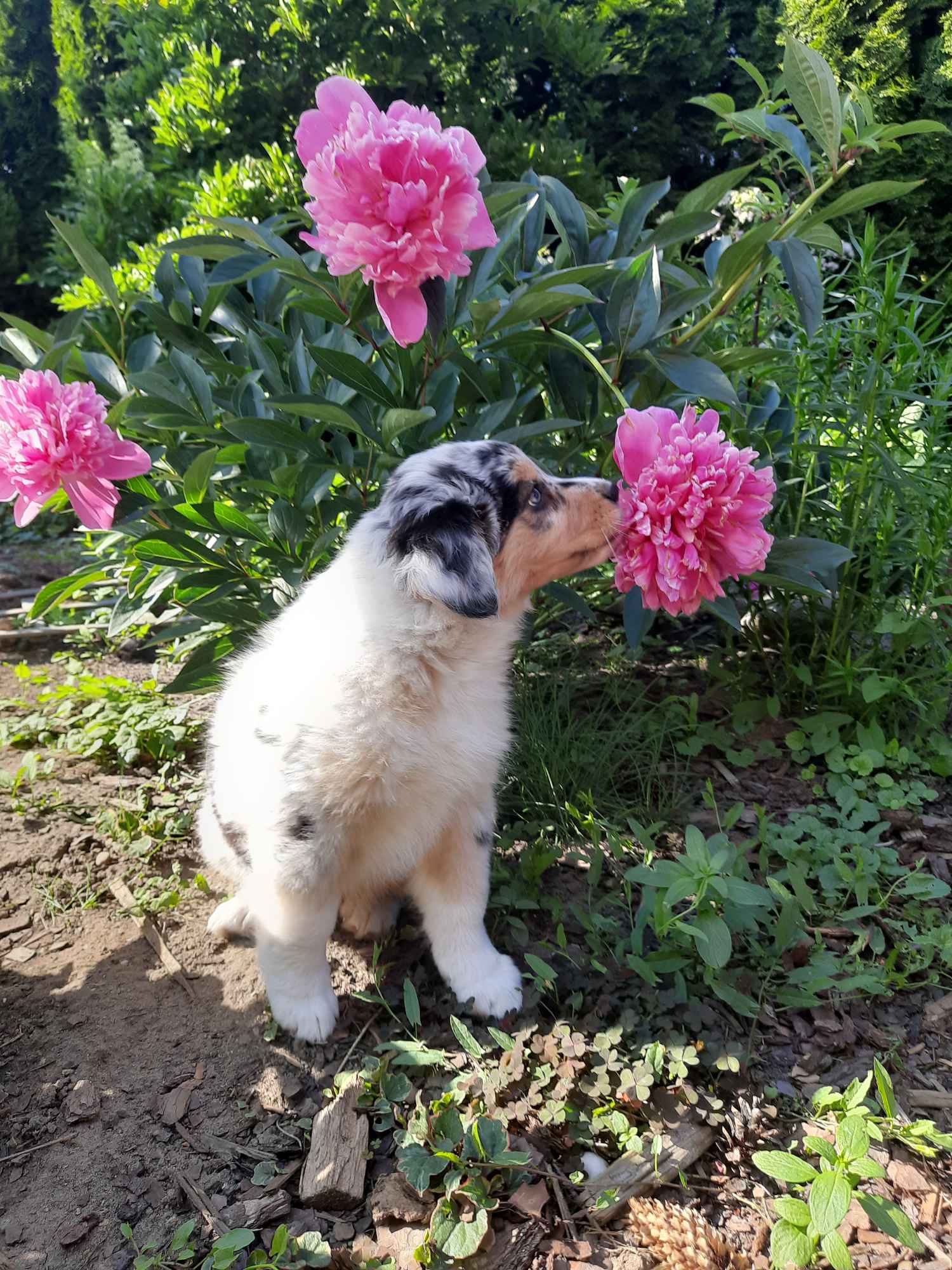 ZKwP Owczarek australijski - suczka blue merle Cedry Wielkie - zdjęcie 3