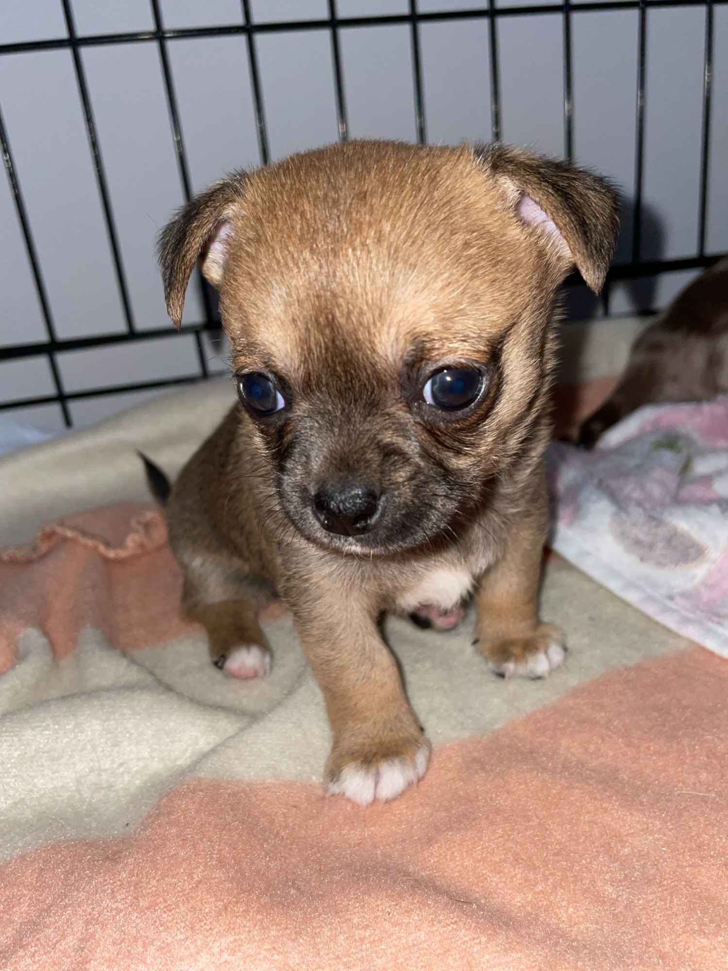 Pieski Chihuahua Śródmieście - zdjęcie 3