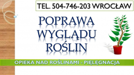 Opieka nad roślinami w biurze, Wrocław, tel 504-746-203, cennik usługi Psie Pole - zdjęcie 6