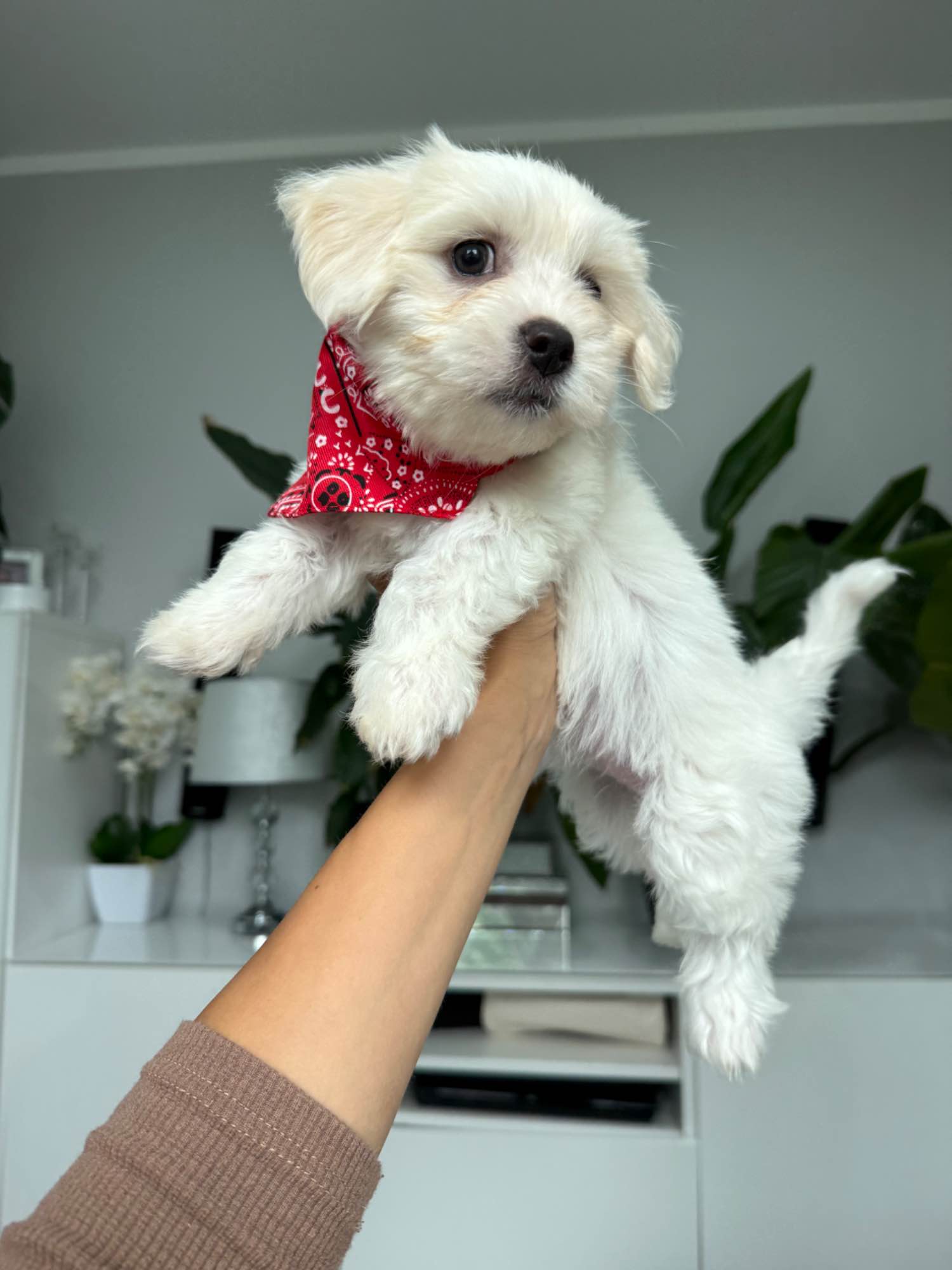 Suczka Maltańczyk Rydułtowy - zdjęcie 2