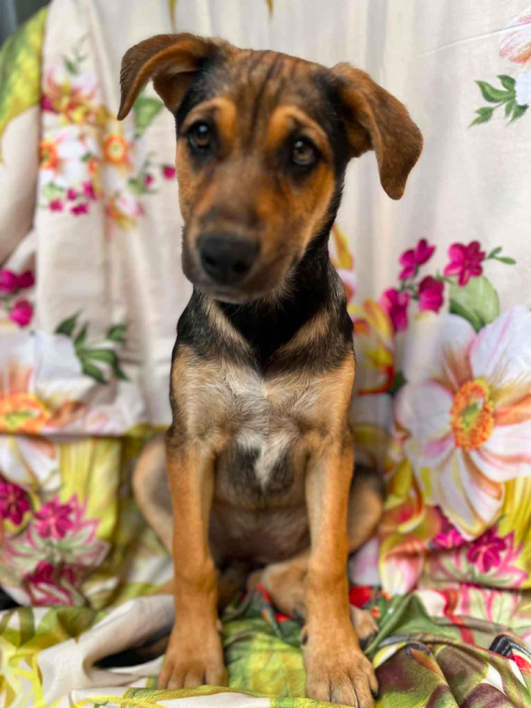 Kiwi - 4 miesięczna sunia SZCZENIAK adopcja Olsztyn - zdjęcie 1