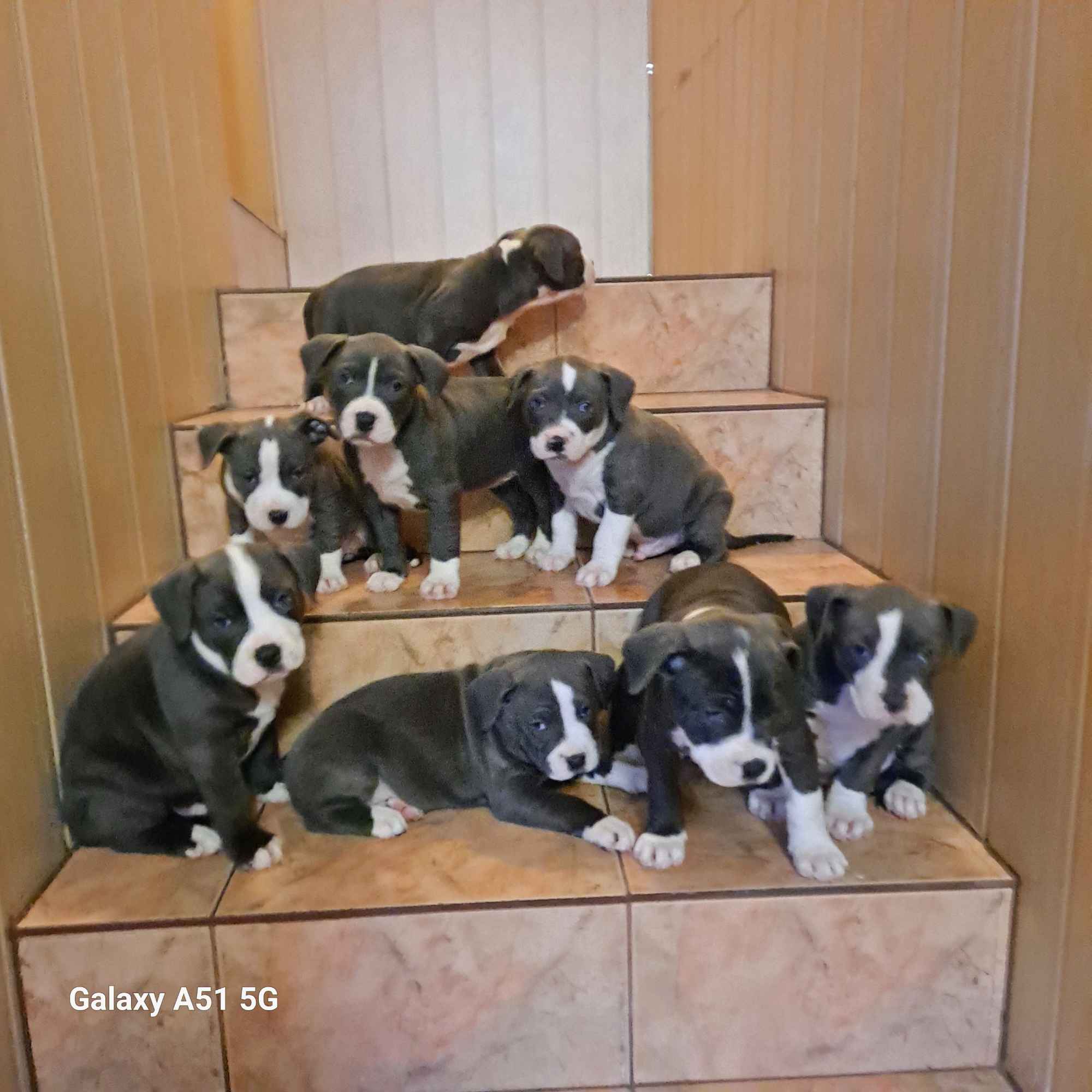 Szczeniaki American Staffordshire Terrier Pisz - zdjęcie 4