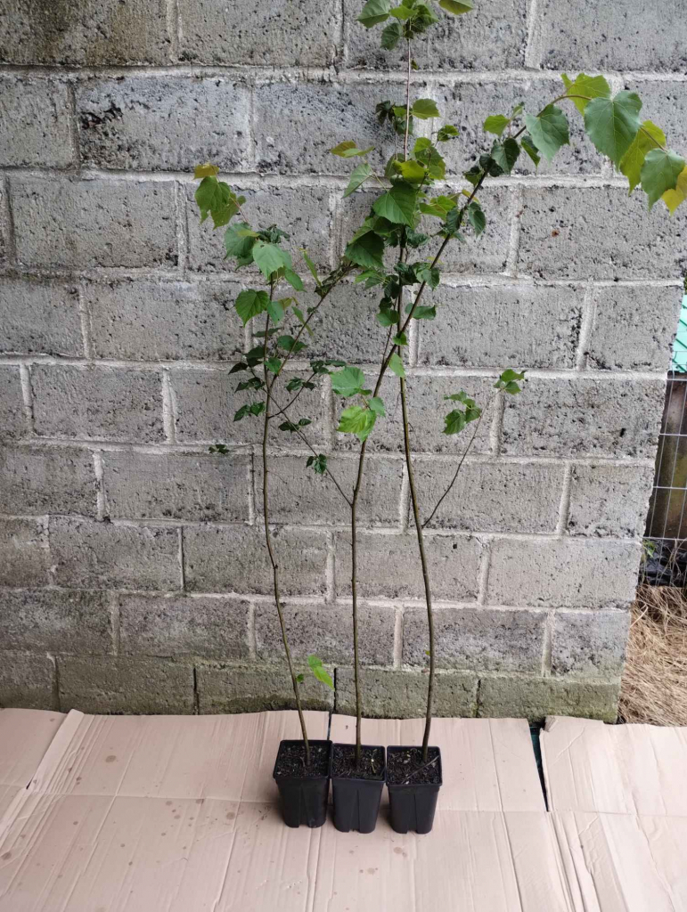 Lipa drobnolistna sadzonki w doniczkach Tilia cordata Buczków - zdjęcie 2