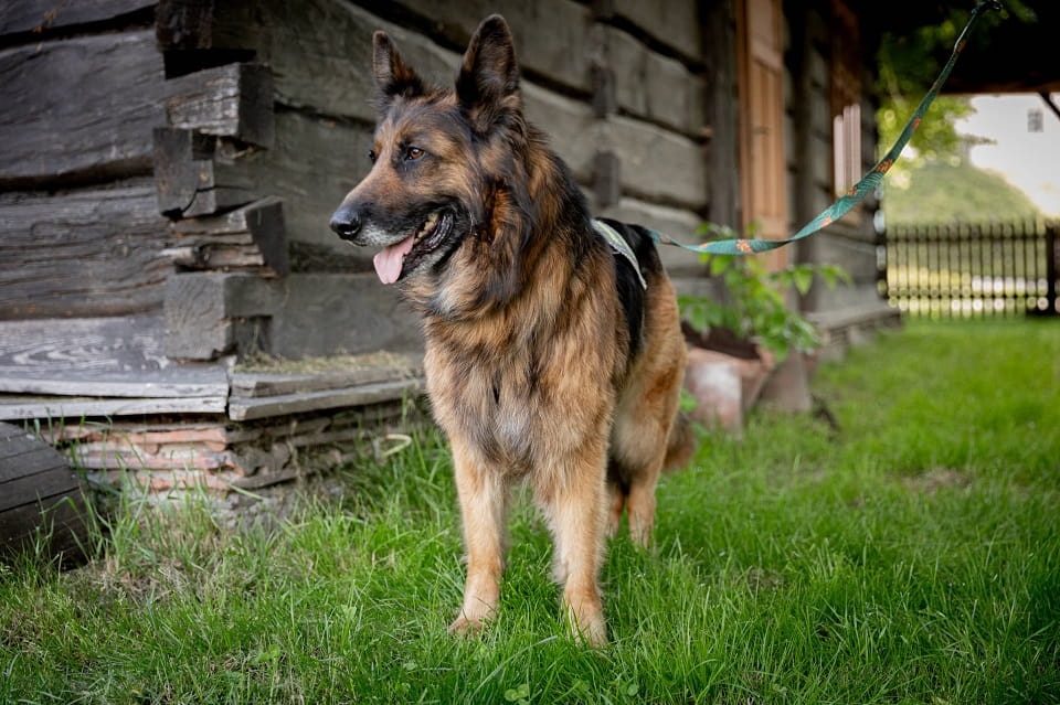 Lisa szuka serca, w którym rozkwitnie na nowo ♥️ Łętkowice - zdjęcie 1