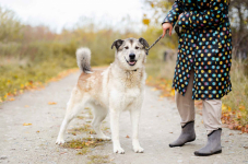 Chase - cudowny wielkolud szuka domu! Olsztyn - zdjęcie 2