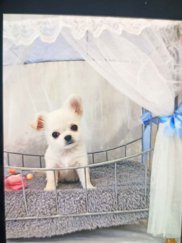 Chihuahua FCI. Rodowód. Grudziądz - zdjęcie 1