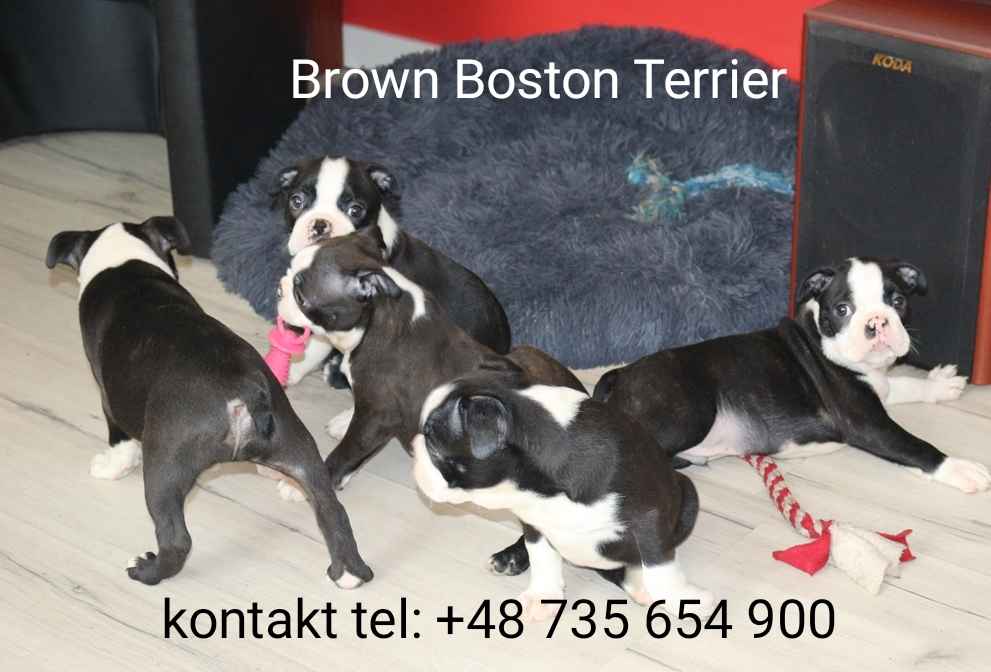 Boston Terrier Wałbrzych - zdjęcie 10