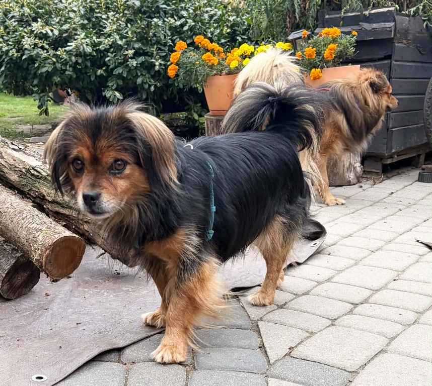 LEOŚ wyrzucony jak niepotrzebny mebel Praga-Południe - zdjęcie 3