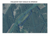 Rola w Puszczy Noteckiej. Marylin - zdjęcie 3