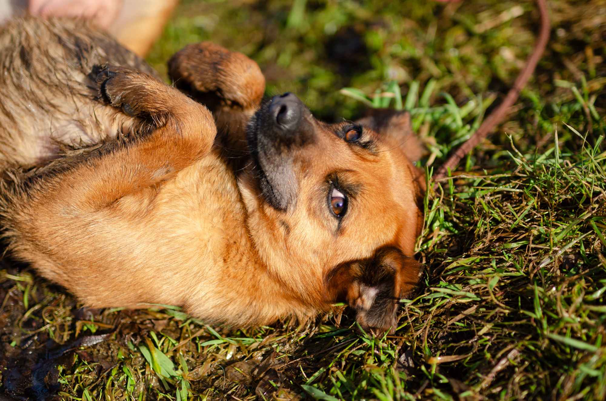 Cudowna, delikatna Kora szuka domu! Olsztyn - zdjęcie 1