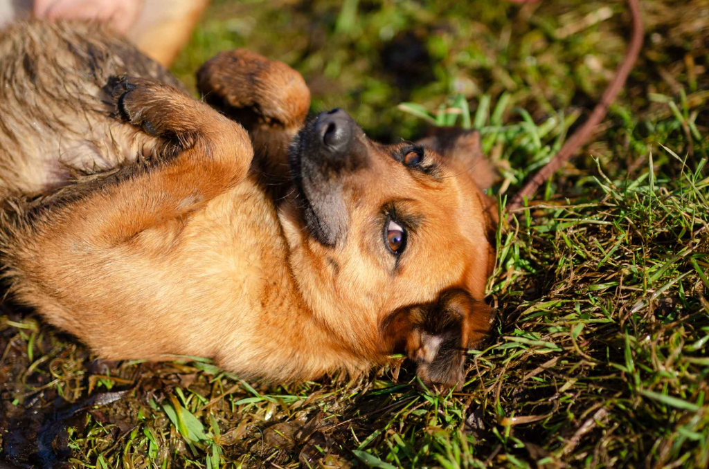 Cudowna, delikatna Kora szuka domu! Olsztyn - zdjęcie 1