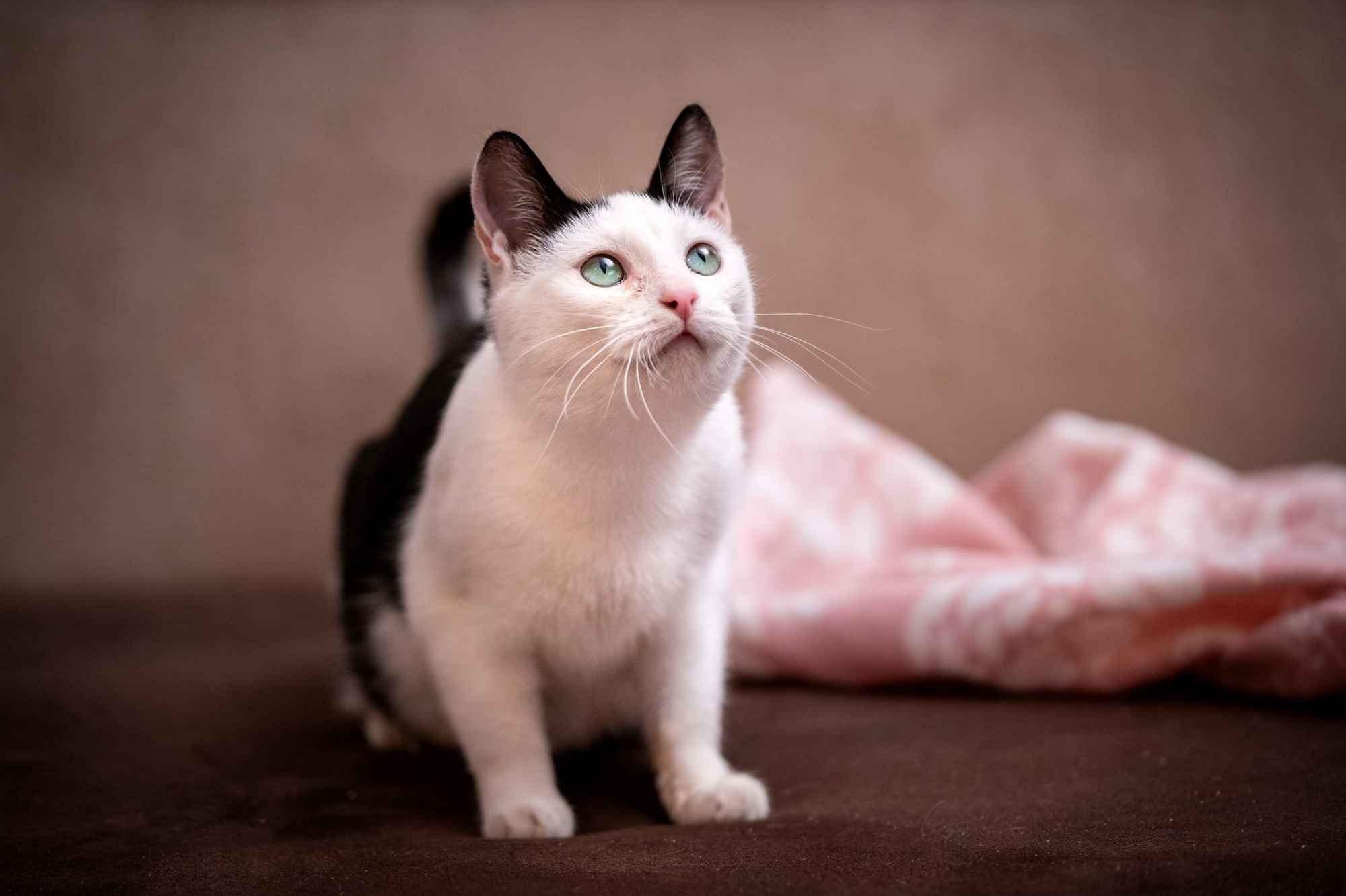 Rina - młoda, piękna, miziasta koteczka! Gdańsk - zdjęcie 1