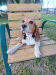 Suczki Beagle tricolor szukają domów Wronowo - zdjęcie 12